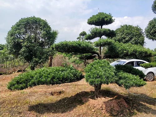 長飄矮樁異型造型羅漢松