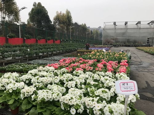 溫江花卉產(chǎn)業(yè)復蘇與中草藥科技咨詢的雙重奏 春回大地，科技賦能