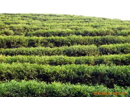 湖南省吉祥天生物科技 綠茶產(chǎn)品矩陣與中草藥科技領(lǐng)域的專業(yè)咨詢服務