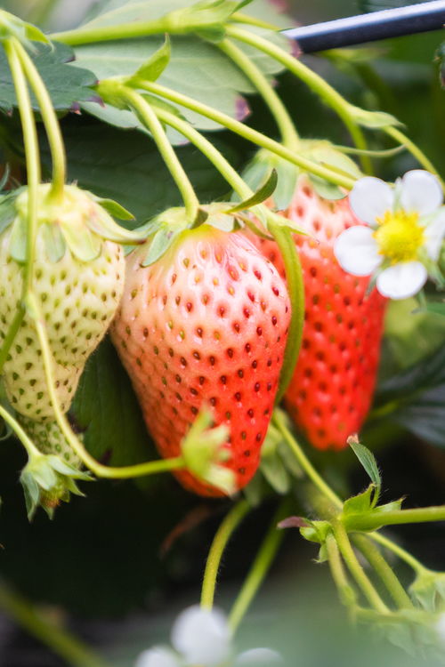 山東好景 濟南推出中草藥科技培育的“放心草莓”，引領(lǐng)健康飲食新風尚