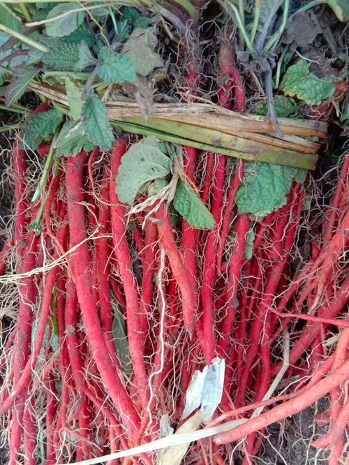 陜西丹參種植技術(shù)咨詢 亳州市楊帆中藥科技的實踐與探索